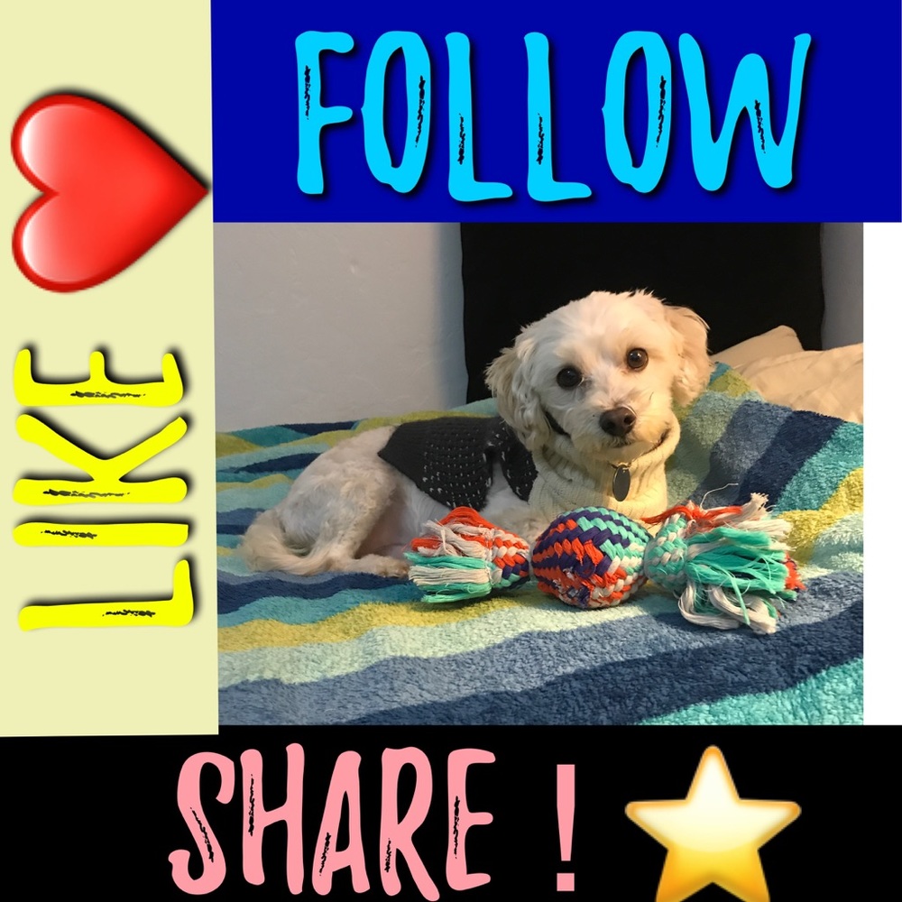 🐾🖤 Send CLOVER More LOVE!! FOLLOW GAME !! 😊